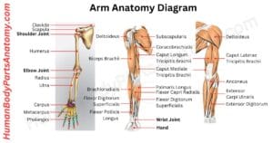 Complete Guide on Human Anatomy with Parts, Names & Diagram