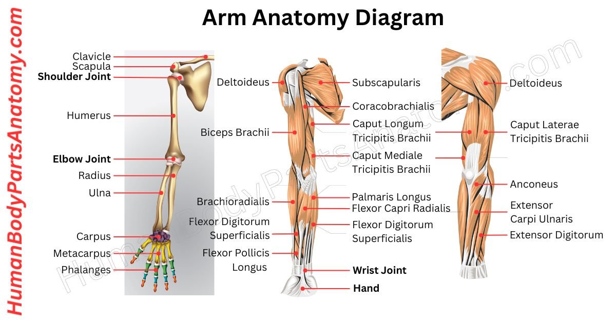 Arm Anatomy, Parts, Names & Diagram