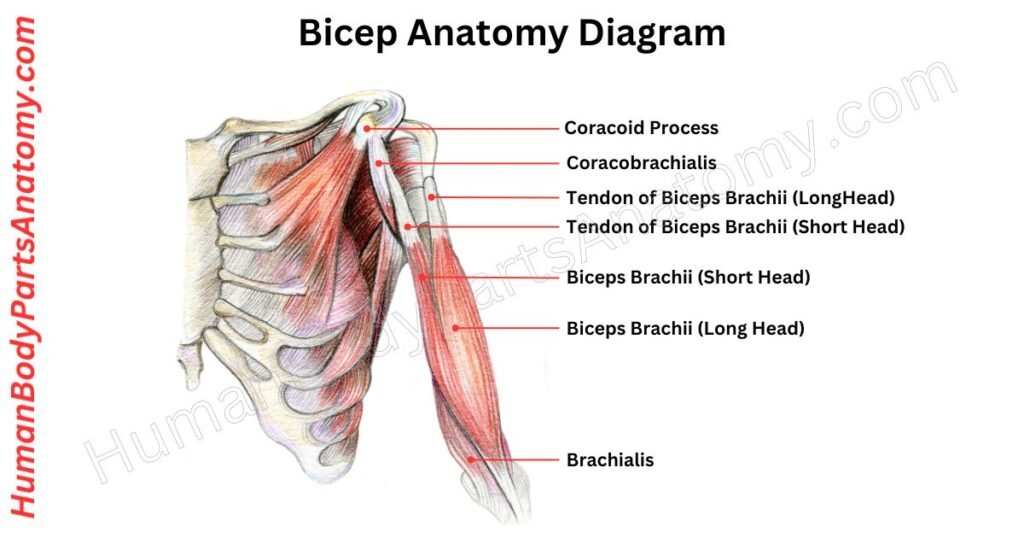 Bicep Anatomy, Parts, Names & Diagram