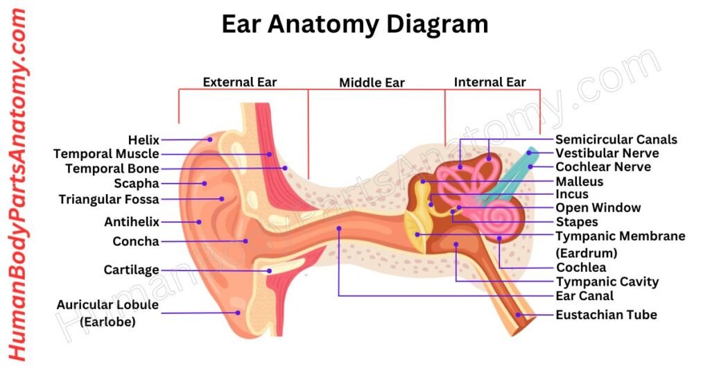 Ear Anatomy, Parts, Names & Diagram