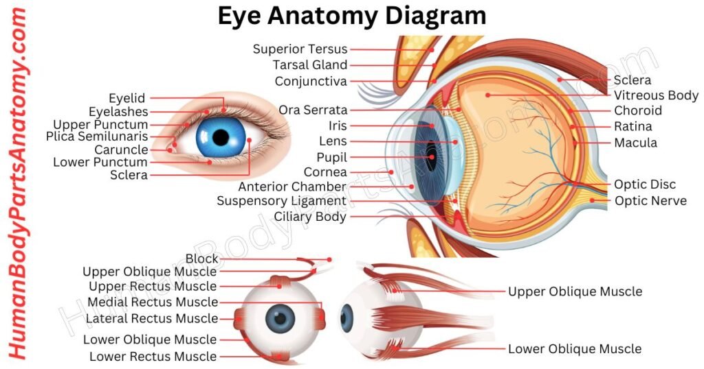 Eye Anatomy, Parts, Names & Diagram