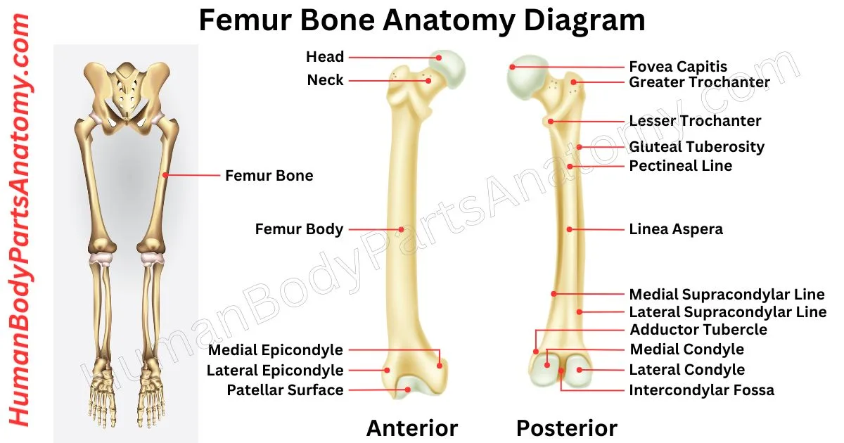 Detailed diagram of the human femur bone anatomy showing parts, names, and structure including head, neck, shaft, condyles, and functions.