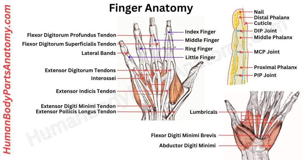Finger Anatomy, Parts, Names & Diagram