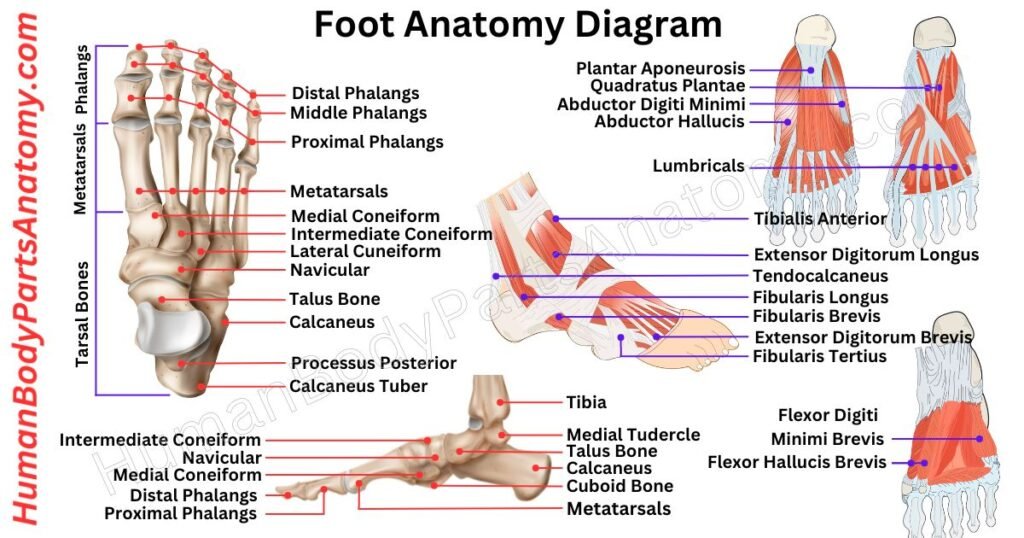 Foot Anatomy, Parts, Names & Diagram