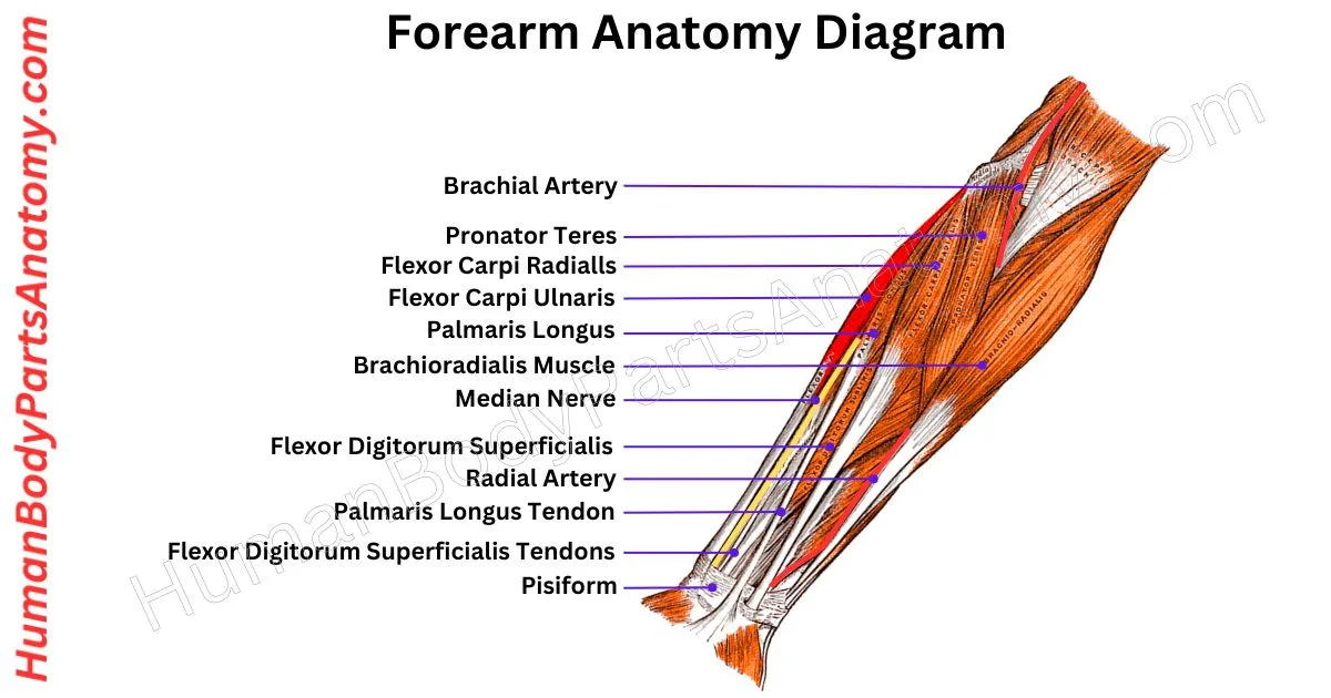 Detailed diagram of human forearm anatomy showing bones (radius and ulna), muscles, tendons, nerves, and blood vessels with labeled parts and functions.