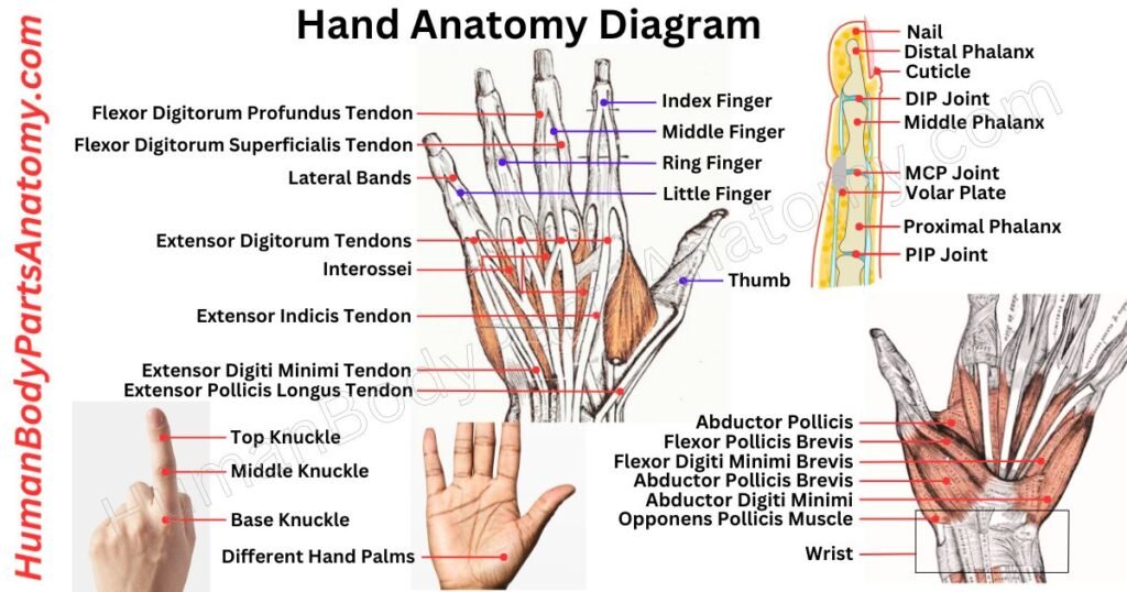 Hand Anatomy, Parts, Names & Diagram