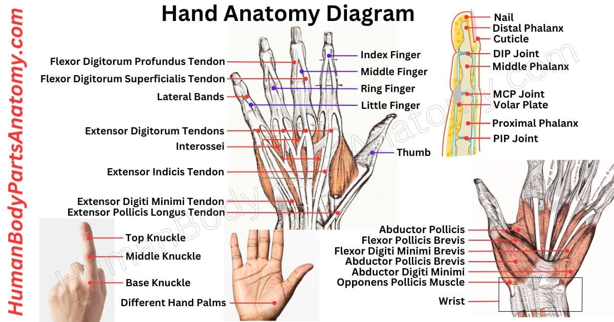 Complete Guide On Human Body Parts With Names Diagram Complete Guide On Human Body Parts With Names Diagram