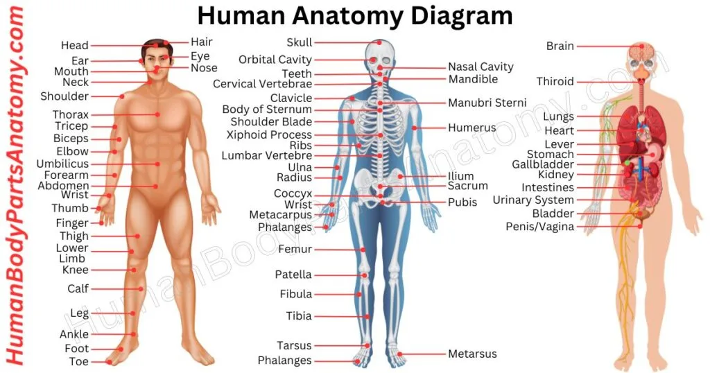 Detailed human anatomy diagram showing major human body parts with names and functions, including skeletal, muscular, and organ systems.