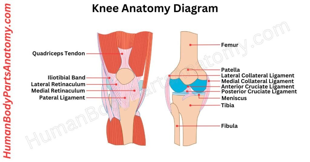 Knee Anatomy, Parts, Names & Diagram