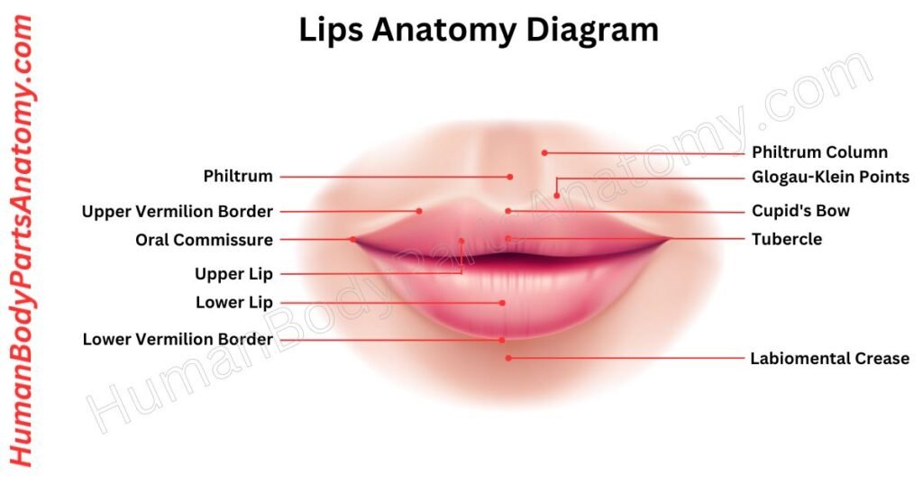 Lips Anatomy, Parts, Names & Diagram
