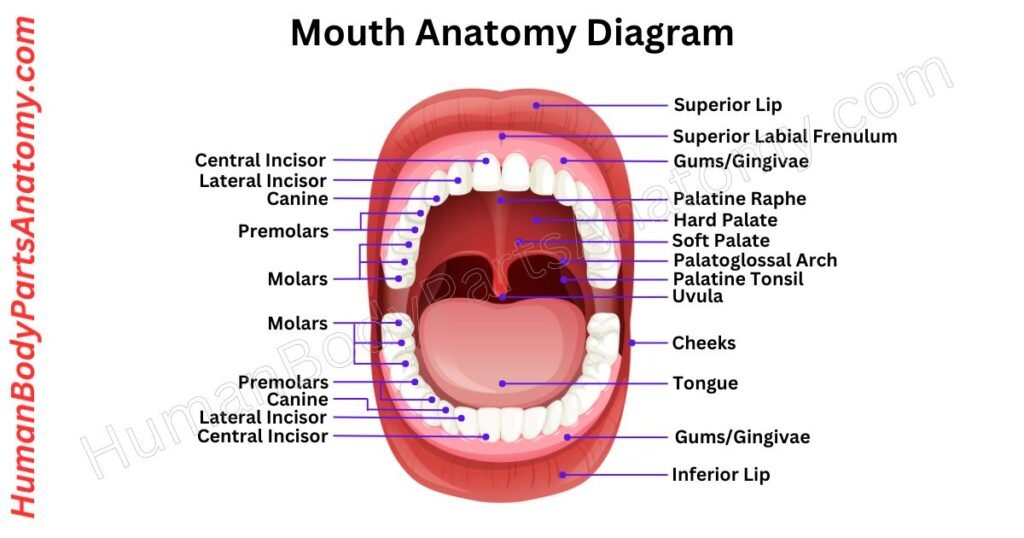 Mouth Anatomy, Parts, Names & Diagram