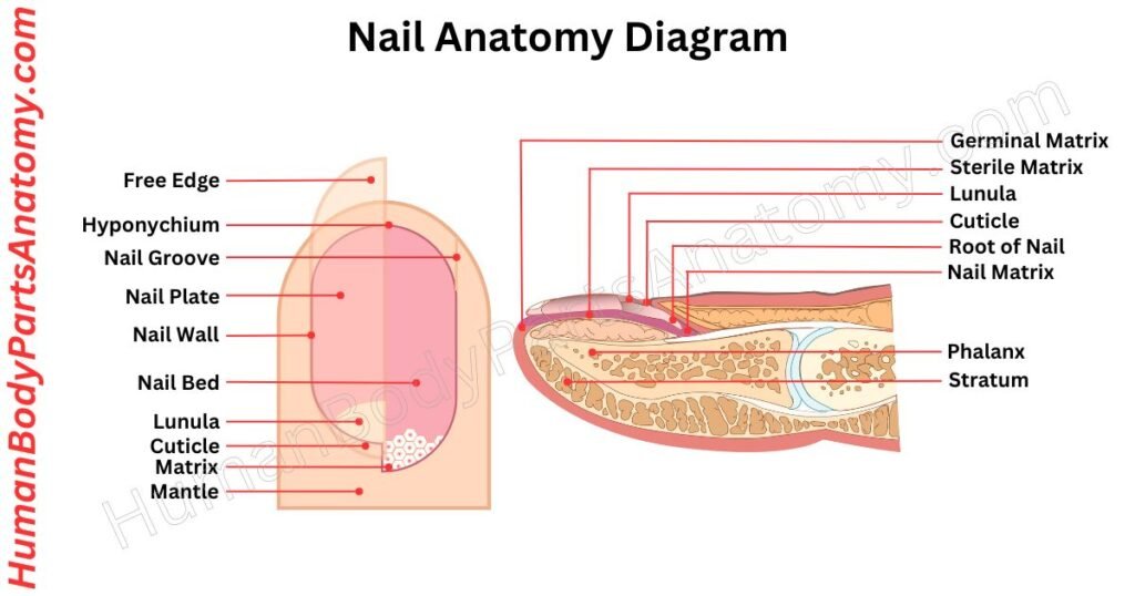 Nail Anatomy, Parts, Names & Diagram