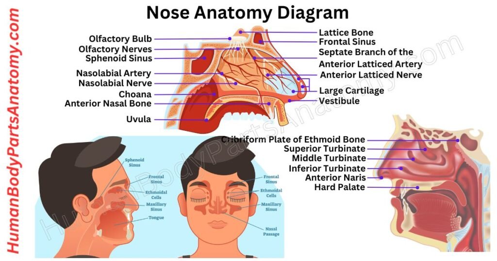 Nose Anatomy, Parts, Names & Diagram