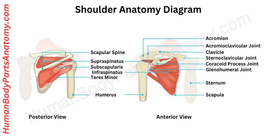 Shoulder Anatomy, Parts, Names & Diagram