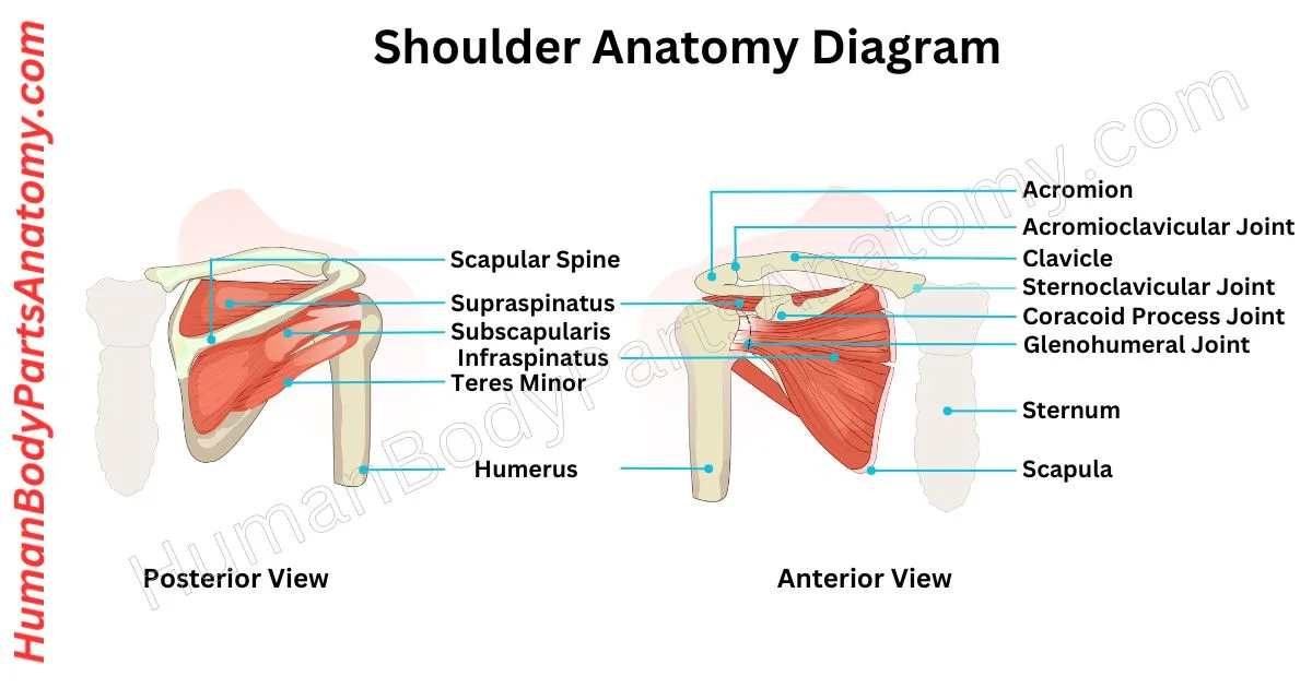 Detailed diagram of human shoulder anatomy showing bones (clavicle, scapula, humerus), muscles (deltoid, rotator cuff), joints, and ligaments with labeled parts and functions.