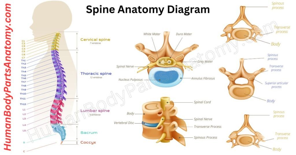 Spine Anatomy, Parts, Names & Diagram