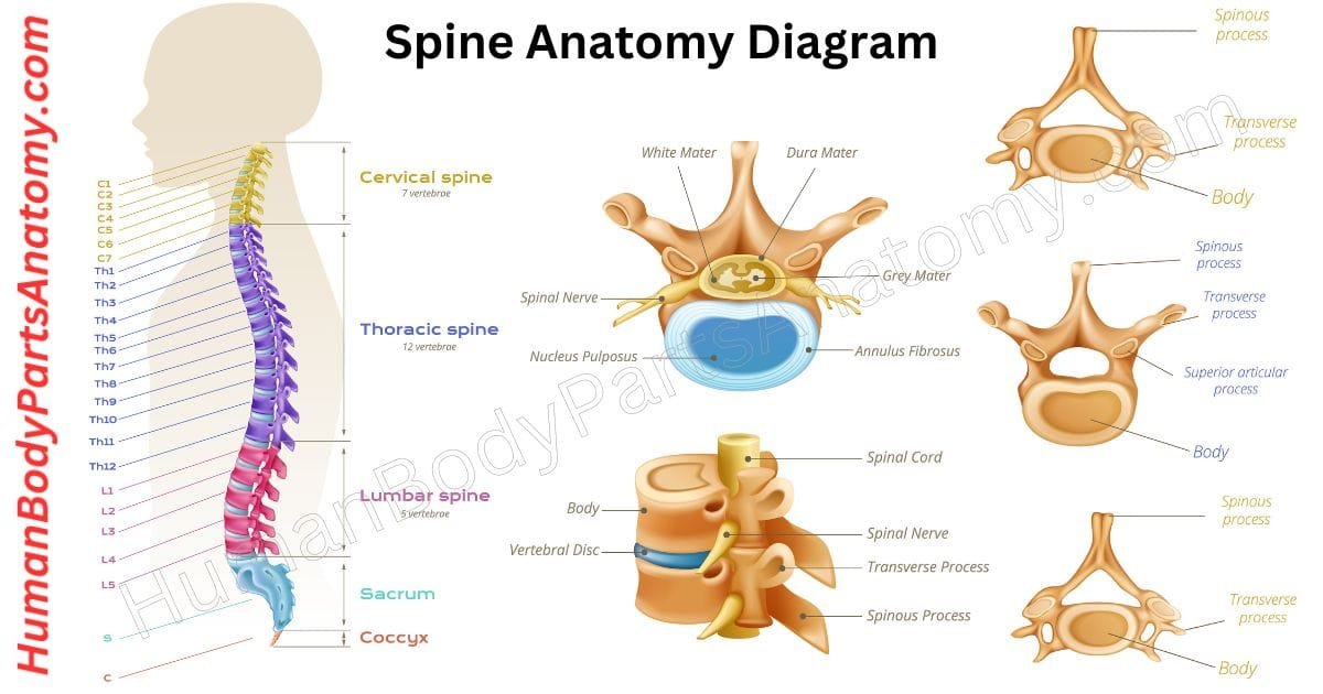 Human spine anatomy diagram showing cervical, thoracic, lumbar, sacrum, and coccyx regions with labeled vertebrae, structure, and functions.