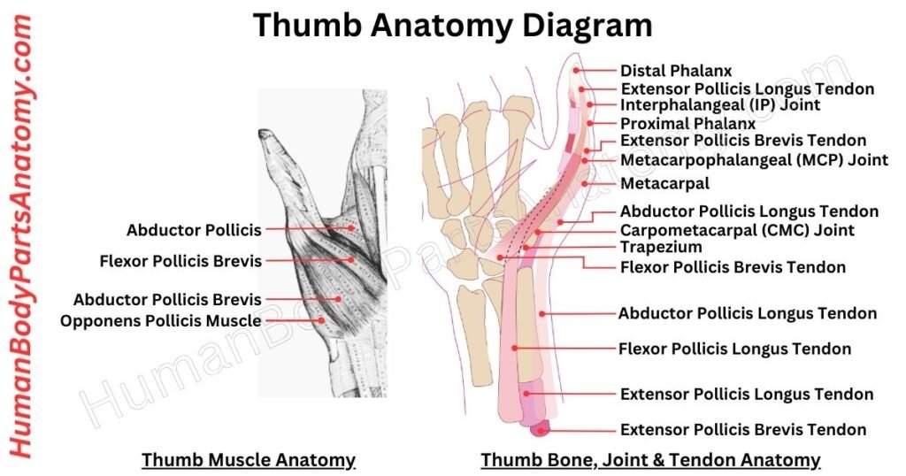 Thumb Anatomy, Parts, Names & Diagram