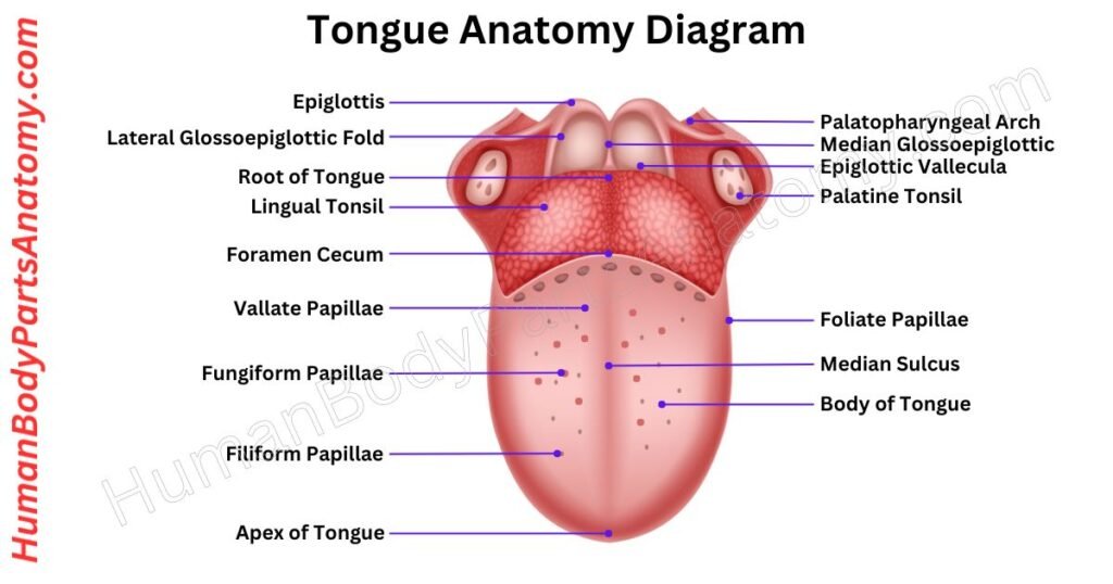 Tongue Anatomy, Parts, Names & Diagram