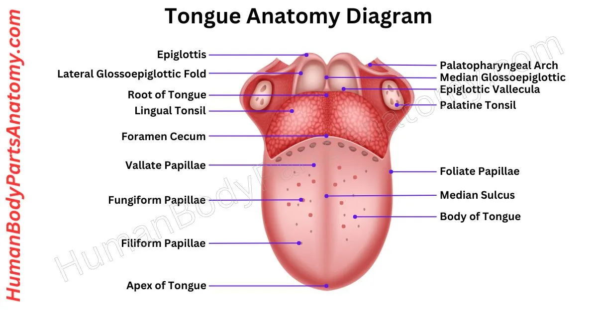 Tongue Anatomy: Muscles, Papillae, Taste Buds, Nerves & Taste Function