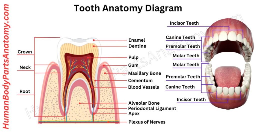 Tooth Anatomy, Parts, Names & Diagram
