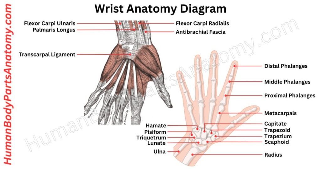 Wrist Anatomy, Parts, Names & Diagram