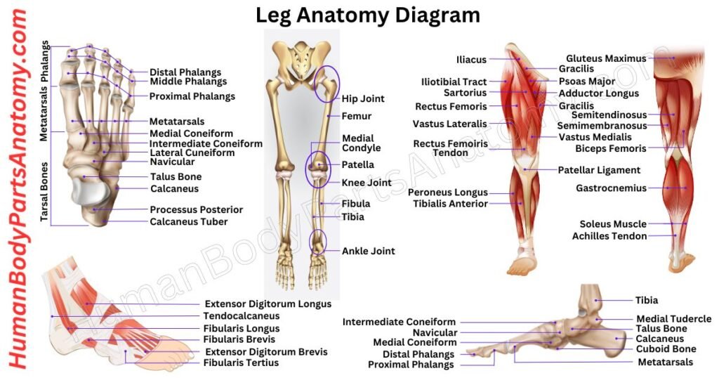 Leg Anatomy, Parts, Names & Diagram