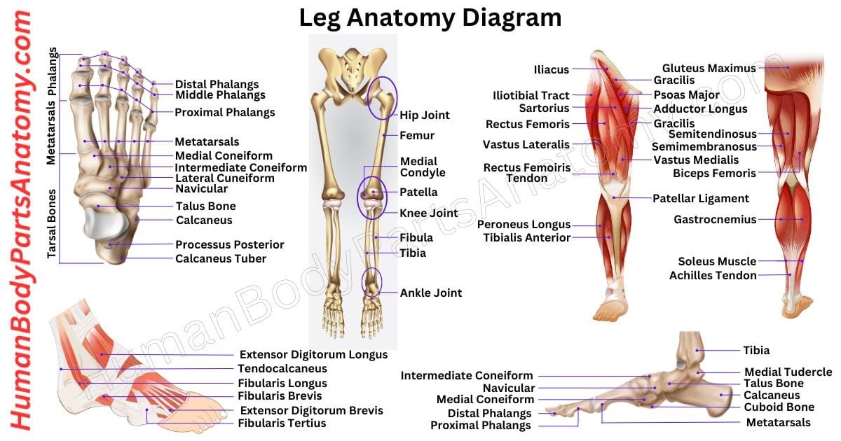 Leg Anatomy Parts Of The Leg Bones Muscles Lower Leg