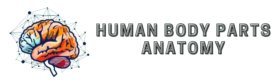 HumanBodyPartsAnatomy