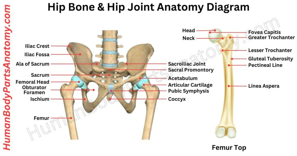 Hip Anatomy, Parts, Names & Diagram