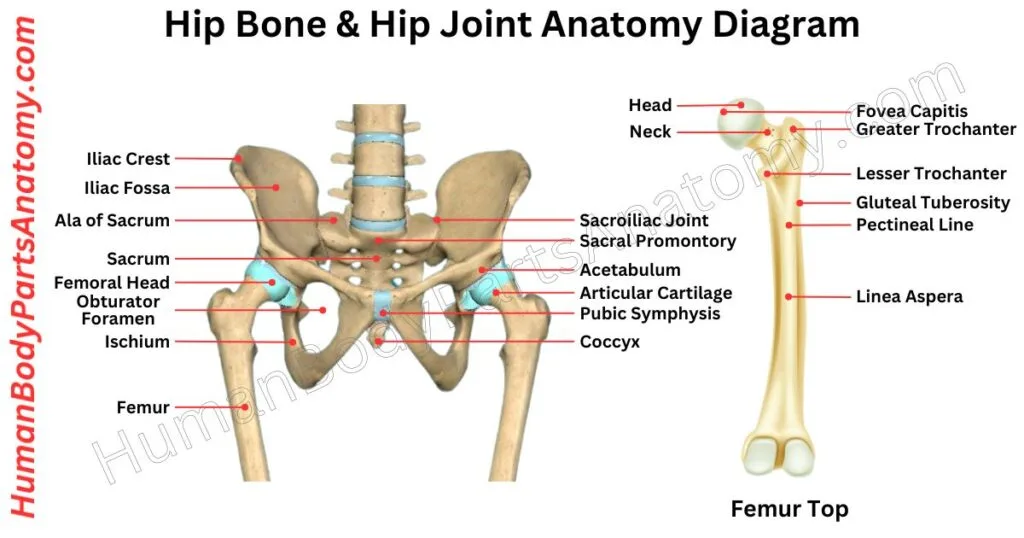 Hip Bone Anatomy, Parts, Names & Diagram