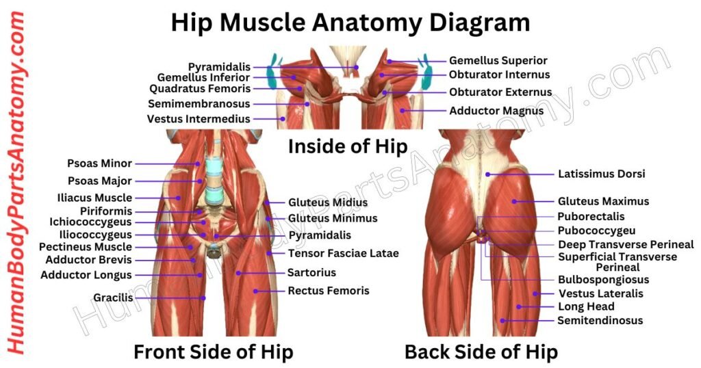 Hip Muscle Anatomy, Parts, Names & Diagram