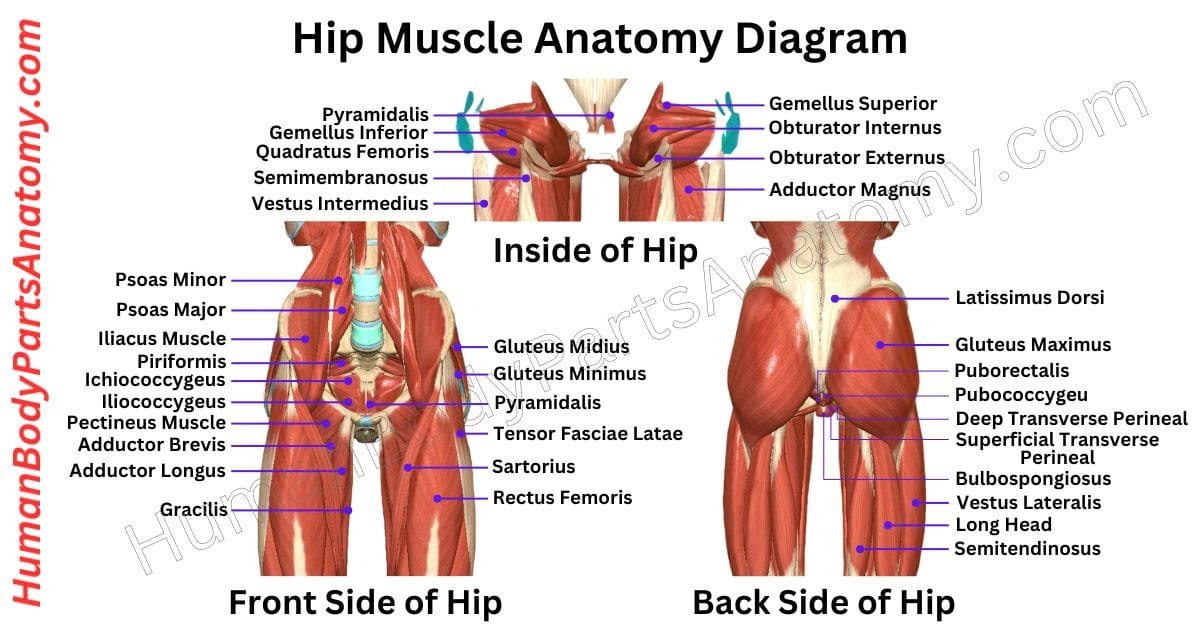 Detailed diagram of hip muscle anatomy showing major muscles, their names, locations, and functions in human movement