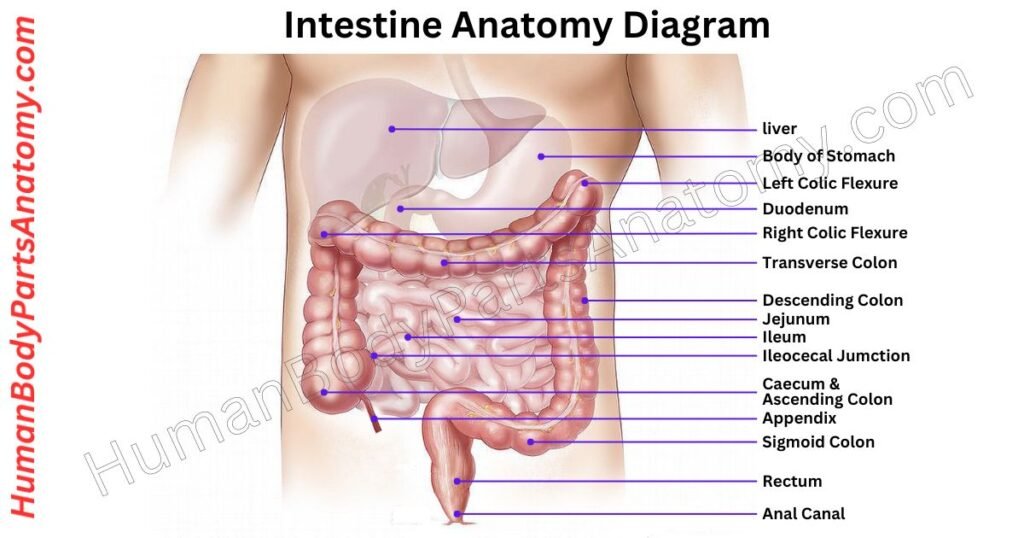 Intestine Anatomy, Parts, Names & Diagram