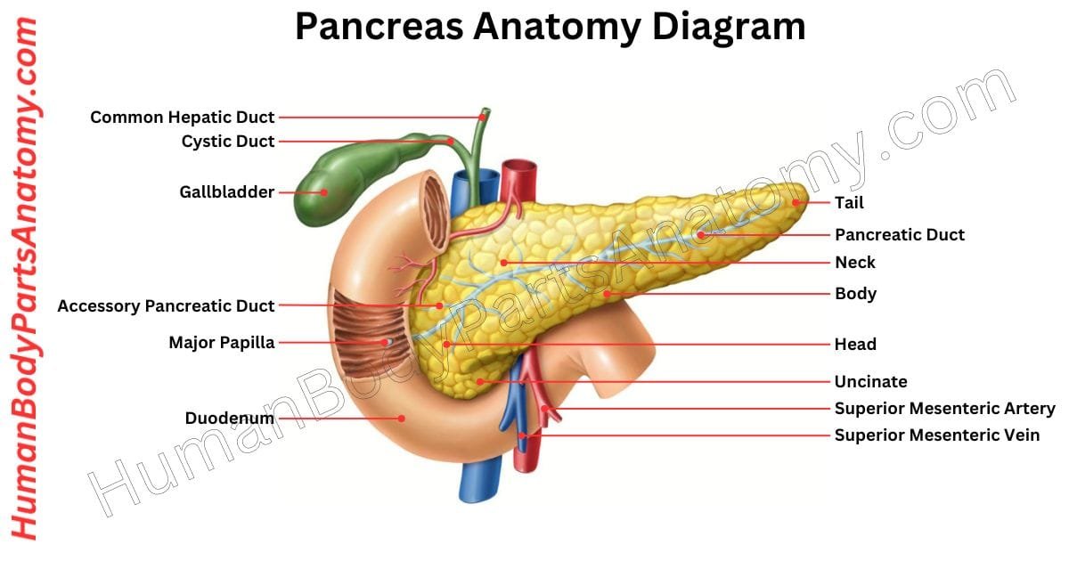Detailed diagram of the human pancreas anatomy including the head, body, tail, pancreatic ducts, and surrounding blood vessels, with labeled parts and functions.