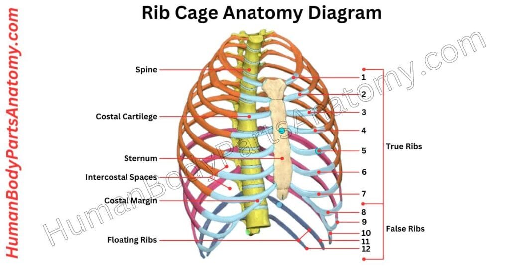 Rib Cage Anatomy, Parts, Names & Diagram