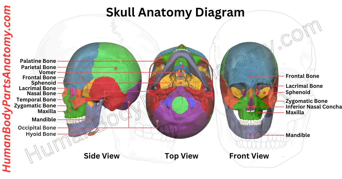 Skull Anatomy, Parts, Names & Diagram