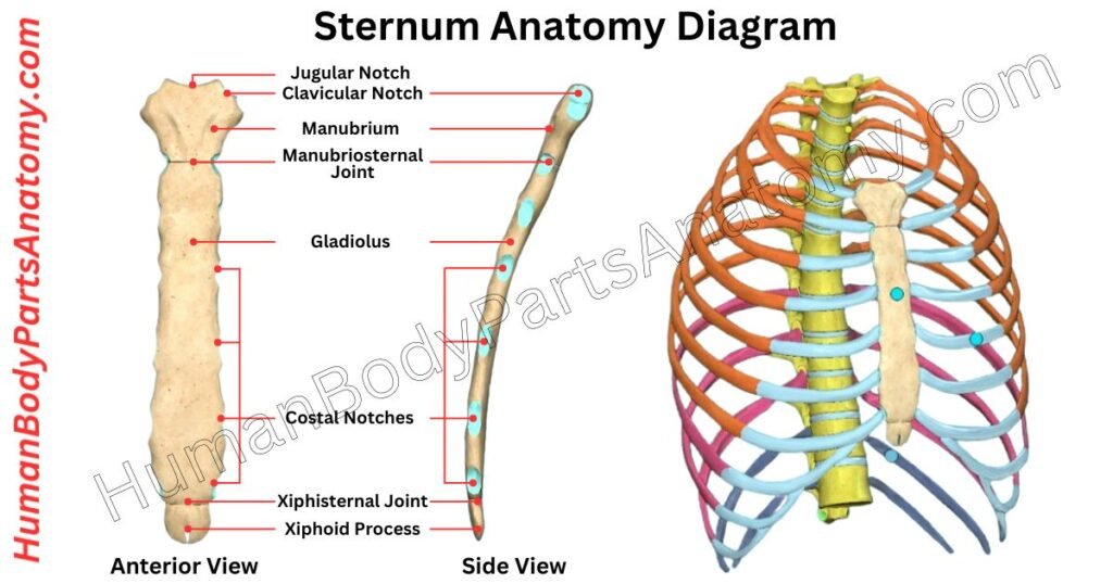 Sternum Anatomy, Parts, Names & Diagram