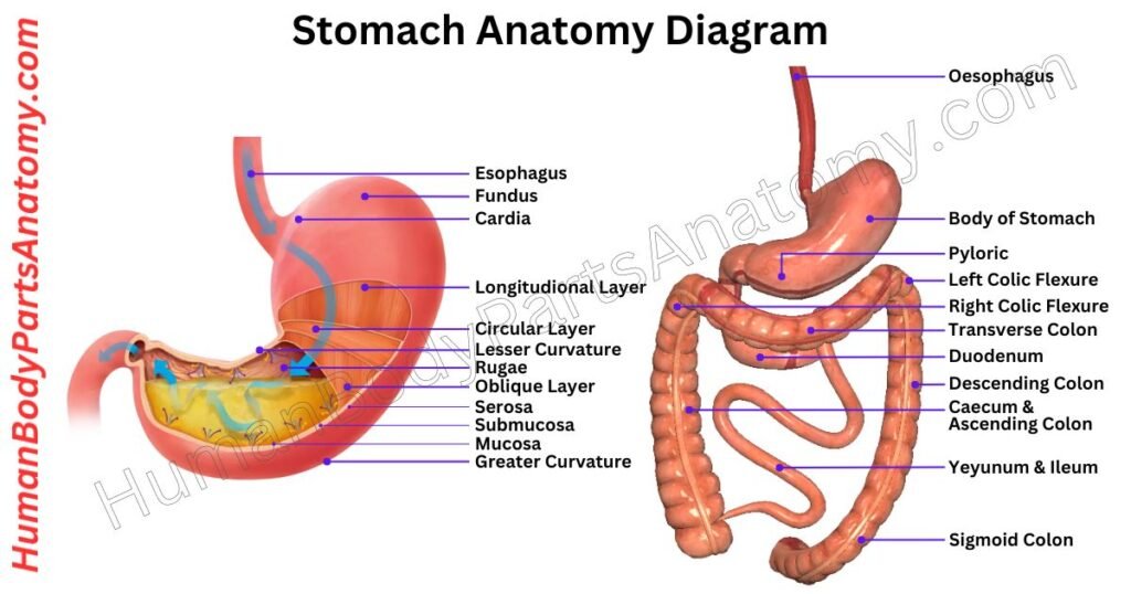 Stomach Anatomy, Parts, Names & Diagram