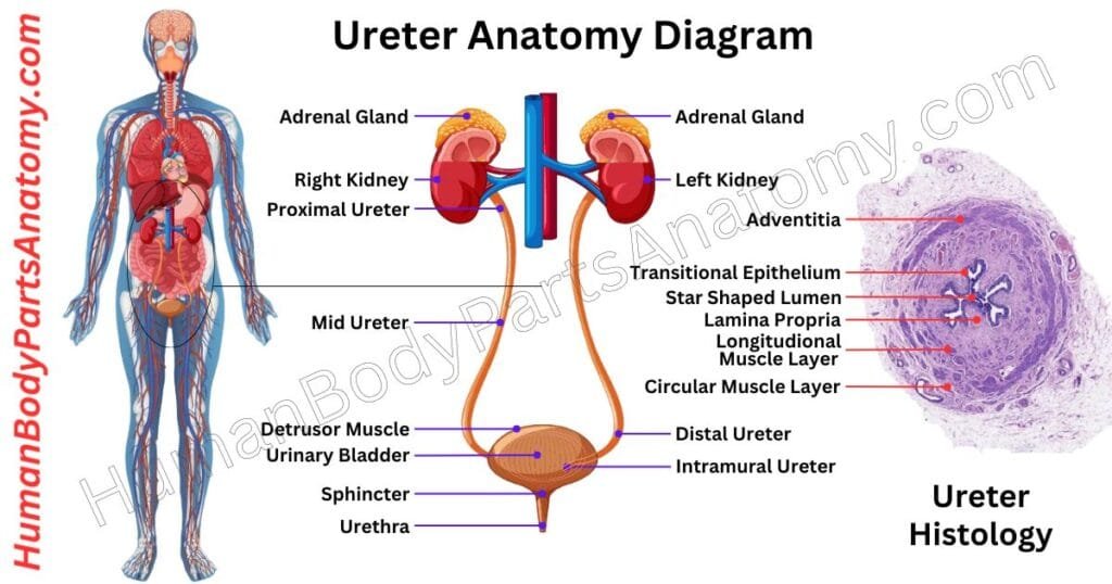 Ureter Anatomy, Parts, Names & Diagram