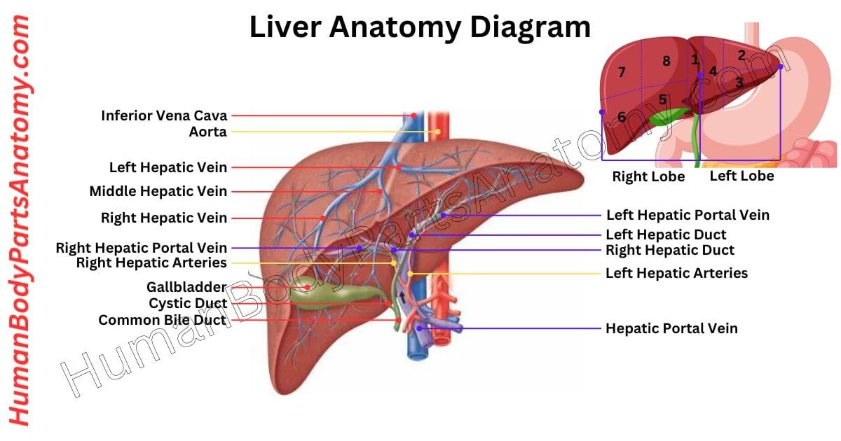Detailed diagram of liver anatomy showing lobes, hepatic vessels, bile ducts, and key functional regions with labeled parts and structures.