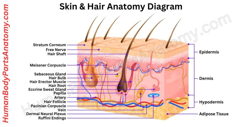 Skin & Hair Anatomy, Parts, Names & Diagram