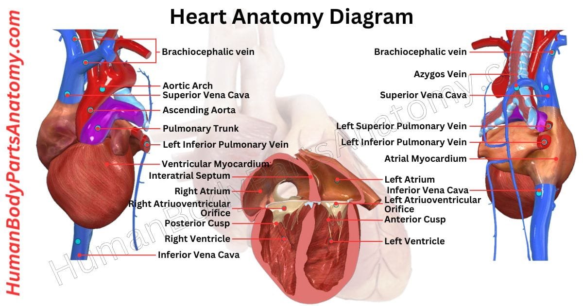 Detailed diagram of human heart anatomy showing chambers, valves, arteries, and veins with labeled parts and their functions.