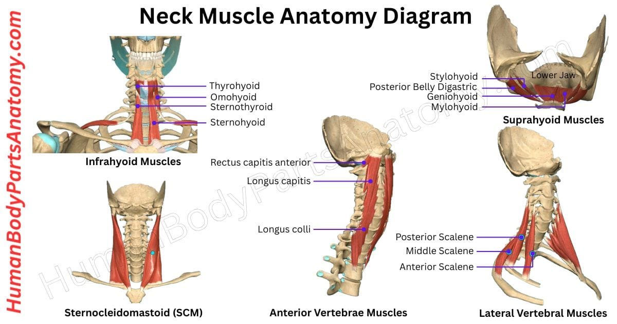 Detailed diagram of parts of neck muscle anatomy showing all major muscles, including sternocleidomastoid, trapezius, levator scapulae, and scalenes, labeled with names and anatomical positions.