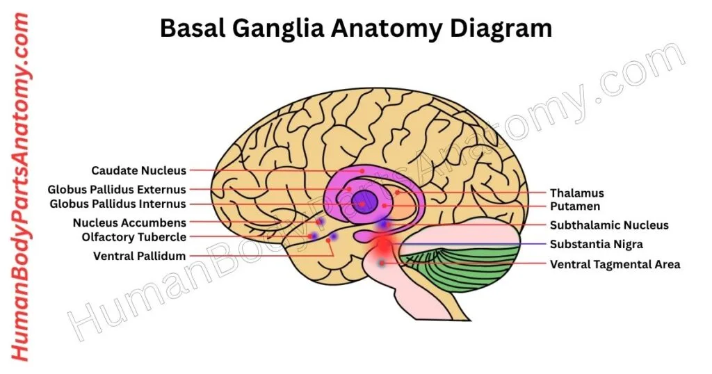 Detailed diagram of the basal ganglia anatomy showing all major parts, including the caudate nucleus, putamen, globus pallidus, subthalamic nucleus, and substantia nigra, labeled with names and functional regions for neuroanatomy study.