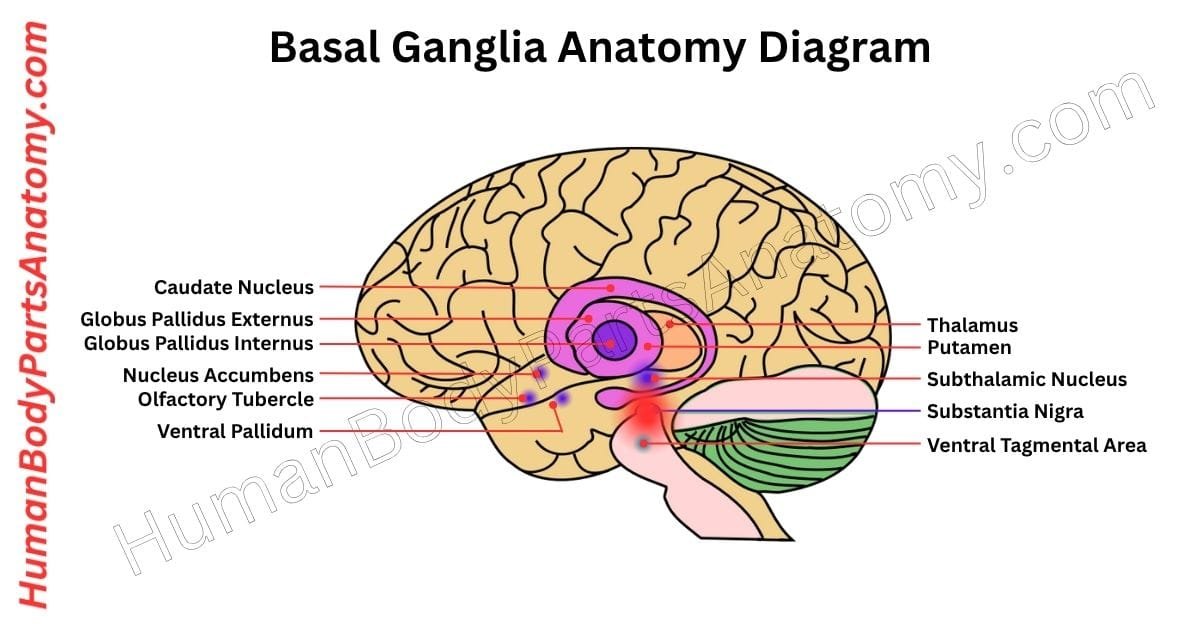 Detailed diagram of the basal ganglia anatomy showing all major parts, including the caudate nucleus, putamen, globus pallidus, subthalamic nucleus, and substantia nigra, labeled with names and functional regions for neuroanatomy study.