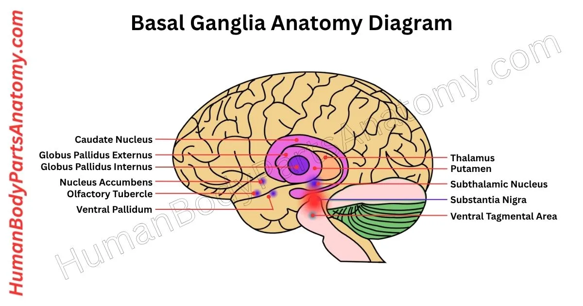 Basal Ganglia Anatomy