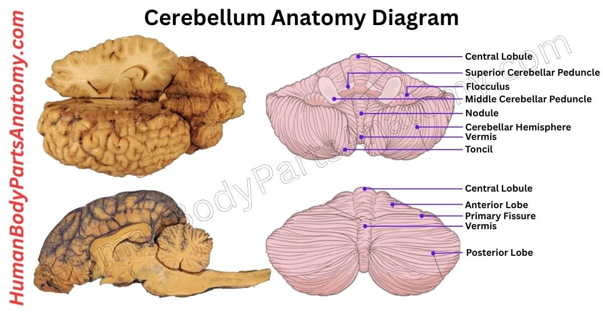 Detailed diagram of the human cerebellum anatomy showing all major parts, including the anterior lobe, posterior lobe, flocculonodular lobe, cerebellar hemispheres, vermis, and deep cerebellar nuclei, labeled with names for educational purposes.
