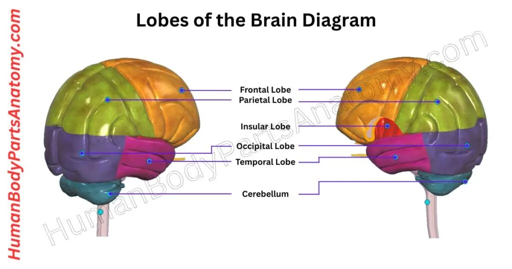 Lobes of the Brain Diagram