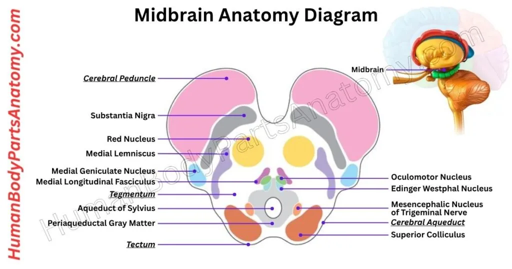 Detailed diagram of the human midbrain anatomy showing key parts, structures, and functions including tectum, tegmentum, cerebral aqueduct, and substantia nigra.